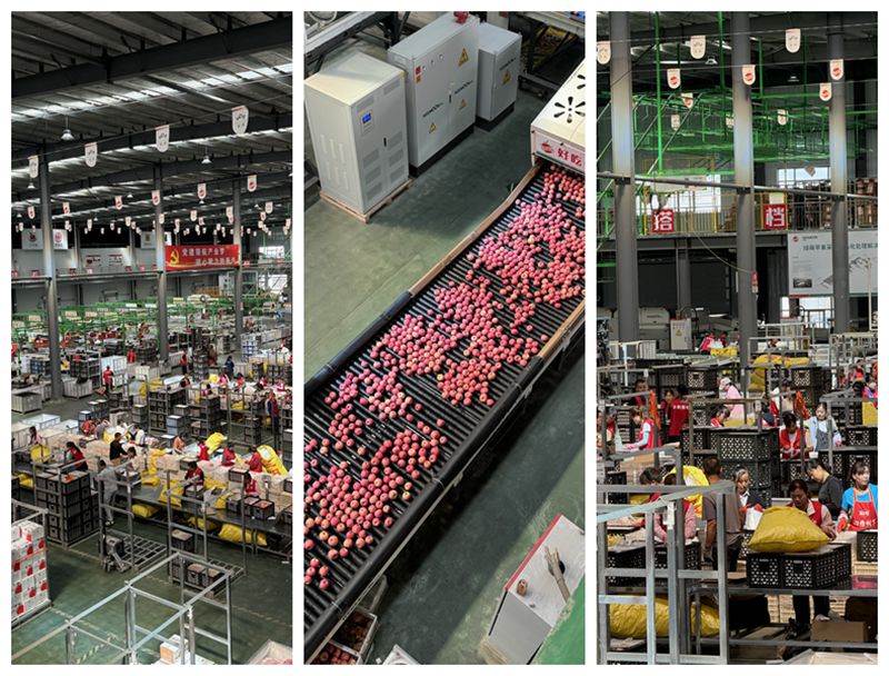 理論-實(shí)踐零距離 見證洛川縣“延剛果業(yè)”中新質(zhì)生產(chǎn)力賦能縣域數(shù)字經(jīng)濟(jì)發(fā)展新篇章